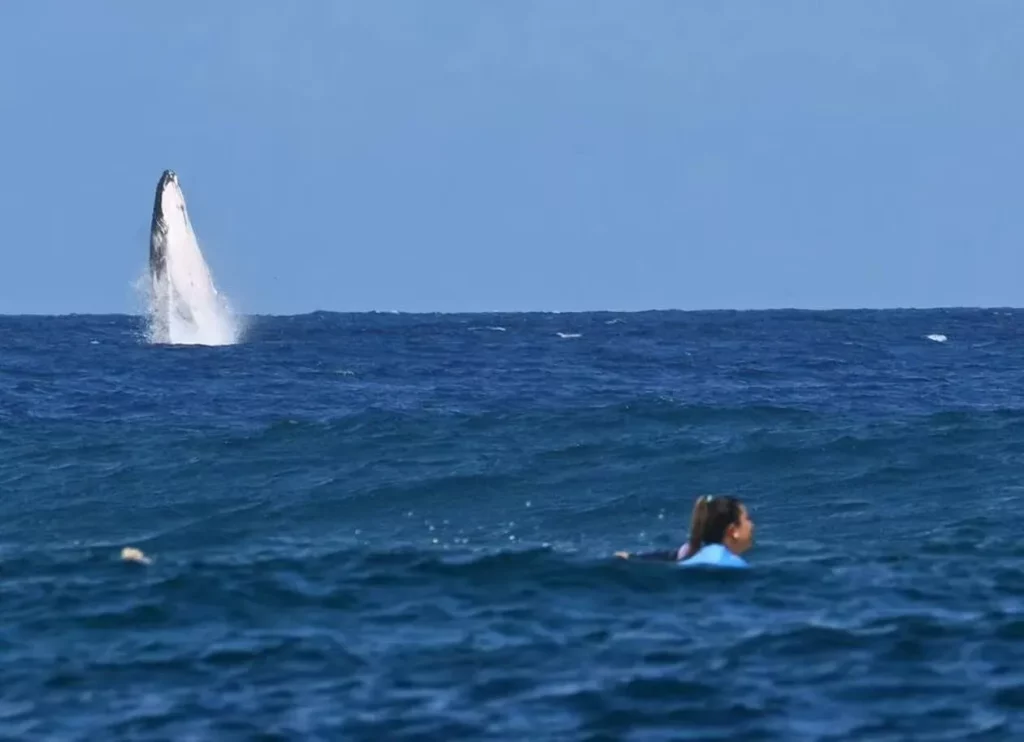 Une baleine fait son apparition lors de la demi finale de surf féminin